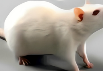 實驗外包 | 細(xì)胞及動物模型 | 蛋白質(zhì)檢測