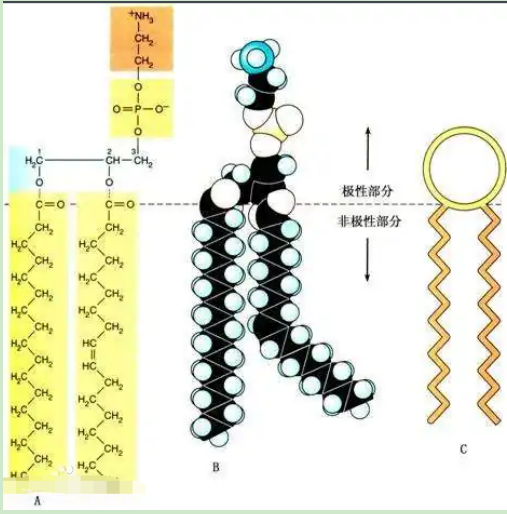 葡聚糖-二硬脂?；字Ｒ掖及?