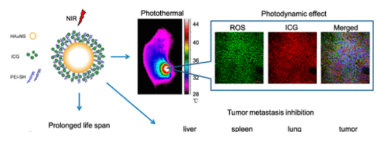 熒光標(biāo)記靶向納米球，TNYL-ICG-HAuNS