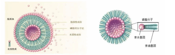脂質(zhì)體
