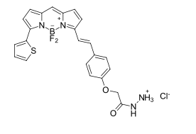 BDP 630/650 hydrazide，基于硼二吡咯乙烯支架的紅色發(fā)光染料