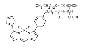 BODIPY  TR 神經(jīng)酰胺