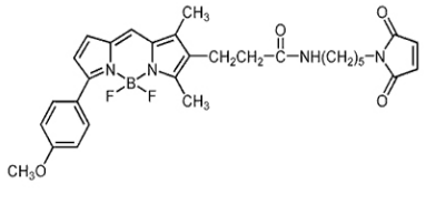BODIPY TMR C5-馬來酰亞胺