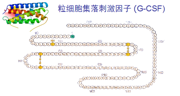 粒細胞集落刺激因子 (G-CSF)